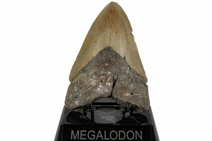 Serrated, 5.06" Fossil Megalodon Tooth - North Carolina